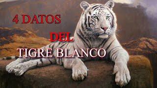 4 datos sobre el TIGRE BLANCO