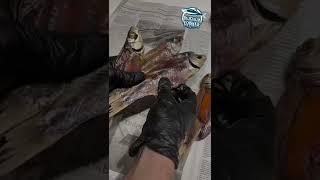 Самая вкусная вяленая вобла только в нашем интернет-магазине Успевайте, пока рыбка икряная!