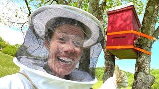 Catch your own FREE BEES!! (Building Swarm Traps)