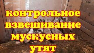 Контрольное взвешивание поздних индоутят в возрасте 4 и 6 недель.