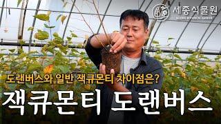 잭큐몬티 도랜버스 일반 자작나무와의 차이점은 무엇일까? /세종식물원