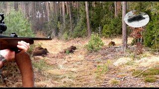 Drückjagd Wildschweinjagdfieber im Dezember 2021