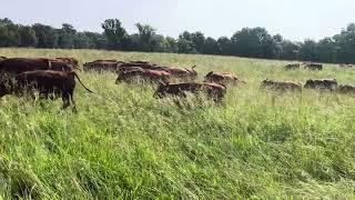 Green Pastures Farm has an opening for an intern position.