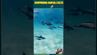 THE MOST SURPRISING ANIMAL FACTS #trending #akfacts #facts #shortsfeed #shorts #reels #viralreels