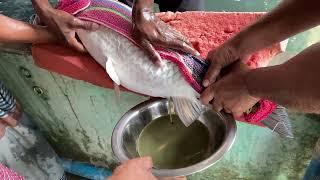 How to Extract Fish Eggs and Semen with Belly Squeezing