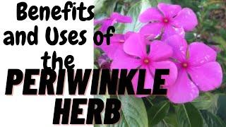 Periwinkle HERB BENEFITS AND USES - VINCA FLOWER BENEFITS -Country Living