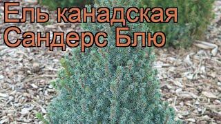 Ель канадская Сандерс Блю (picea sanders-blyu)  обзор: как сажать, саженцы ели Сандерс Блю
