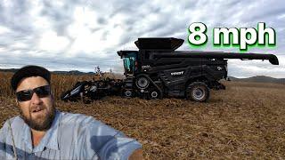 Harvesting corn at 8mph