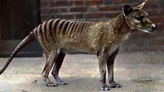 Tasmanian Tiger | Marsupial Predator with a Tragic Story