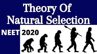 Darwin's Theory of Natural Selection (Natural Selection, Survival of the Fittest) | Evolution | NEET