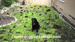 Dog Poop Clean up Solution