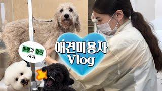 애견미용사 일상 • 행복한 극한직업️ • 얼굴드라이 꿀팁 •힐링감성브이로그 • groomer vlog