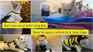 Noor ko again Lahore Le k Jana Hoga | Aj sari Cats ne boht tang kia | New Collection