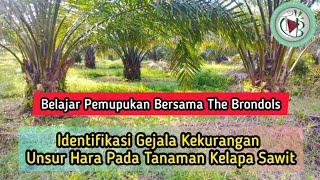 Belajar Bersama The Brondols: Identifikasi Gejala Kekurangan Unsur Hara Pada Tanaman Kelapa Sawit