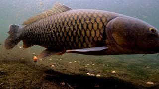 Underwater Carp Bait Attack