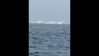 Father captures video of triple whale breach during Cape Cod fishing trip