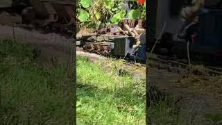 Garden train spotting 1 #gardenrailroad #gardenrailway #train #gardentrains