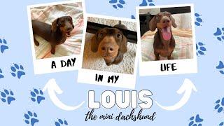 A Day in the Life of My MINI DACHSHUND Louis | Dog’s Daily Routine