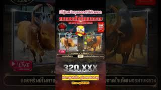 คู่พิเศษ สนามชนโคบ้านนาทราย วันที่ 20 มิ.ย. 68 | #วัวชนวันนี้ #ถ่ายทอดสดวัวชน #วัวชน