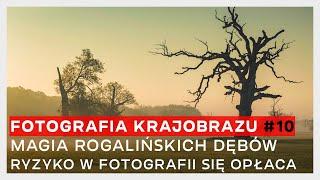 FOTOGRAFIA KRAJOBRAZU #10: MAGIA ROGALIŃSKICH DĘBÓW. RYZYKO W FOTOGRAFII SIĘ OPŁACA.