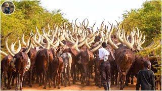 How Do Farmers Handle Millions of Longhorn Cattle and Parrot Infestations Across Continents?