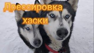 Тренировка собак хаски / Husky Dog Training