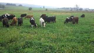 Organic calves the day after weaning