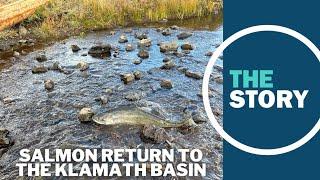 Just weeks after Klamath River dam removals, salmon spotted in long-obstructed streams