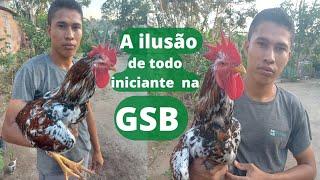 A ILUSÃO de todo INICIANTE na GSB - GALINHA SERTANEJA BALÃO 2022 2023