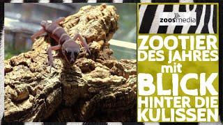 Cologne Zoo: Conservation of GECKOS | zoos.media