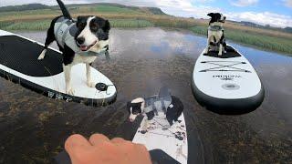 Teaching my dog to surf / storms first SUP lessons