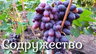 Содружество - гибридная форма поразившая своим размером