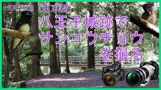 5月～6月（東京都）八王子城跡でサンコウチョウを撮る