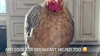 Tylan 50 for respiratory symptoms in chickens