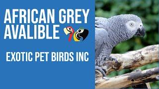 Congo African Grey- AVAILABLE