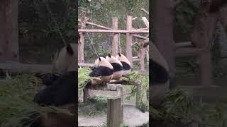 吃竹子就是要整整齐齐 排面 #大熊猫 #熊猫 #panda