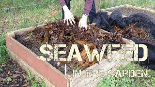 How & Why I Use Seaweed in the Garden