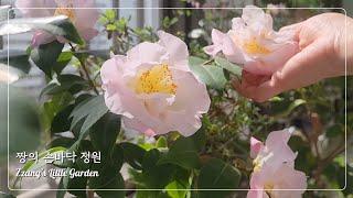 Lovely Pink Flowers in Zzang's Little Balcony Garden