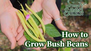 Benefits of Growing Bush Beans | San Diego Seed Company