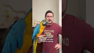 Pros & Cons of Parrot Training