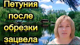 Петуния, розы, гортензии, очередная стрижка, клематисы