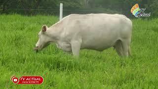 La Energía de las grasa en la dieta de los animales.