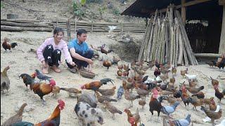 Hong went up the mountain to visit Robert's farm. Did she agree to marry him?. Green forest life