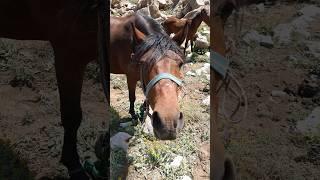 #horse #iran#lorestan #nature #adventureatmosphere#mountains #travel #animals #alone #peak #hiking