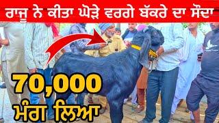 ਰਾਜੂ ਨੇ ਕੀਤਾ ਘੋੜੇ ਵਰਗੇ ਬੱਕਰੇ ਦਾ ਸੌਦਾ  | Longowal Bakra Mandi #goats​⁠​⁠​⁠ #farming