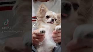 【チワワ】【ポケモン】#チワワ #chihuahua  #ペット #可愛い #shorts #チワワ大好き #pokedance #ポケモン #チワワちゃん