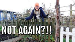 ANOTHER STORM ON THE ALLOTMENT! / ALLOTMENT GARDENING UK