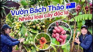 Vườn Bách Thảo Lớn Nhất Sydney Úc  Nhiều Loại Cây Độc Lạ | Royal Botanic Garden Australia