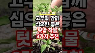 고추와 함께 심으면 좋은 텃밭 작물 3가지 추천 #텃밭 #농사 #텃밭작물 #텃밭농사 #감자