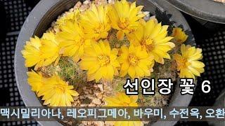 예쁜 선인장꽃(Cactus flowers) 감상하세요, 다육 식물, 로비비아, 레부티아